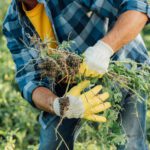 benefits of bioherbicides for weed control